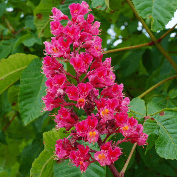 ACESCULUS x carnea 'Briotii' – Image 3