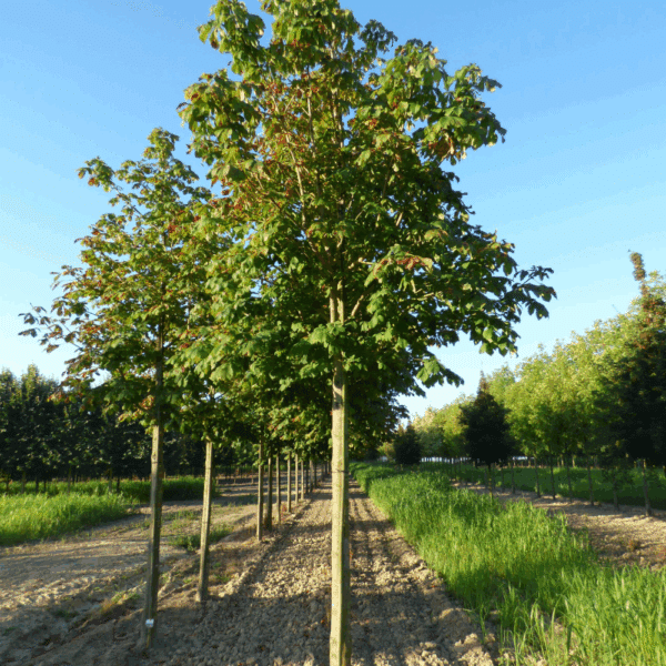 ACESCULUS hippocastanum 'Baumannii' – Image 2