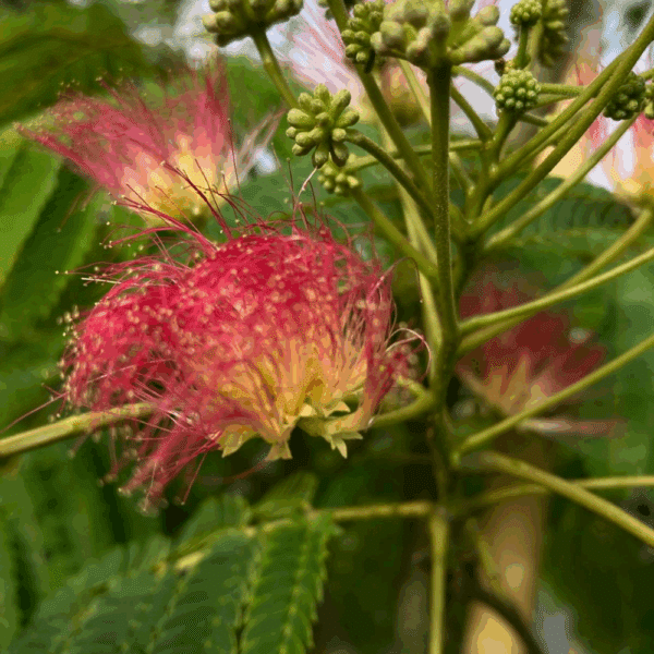 ALBIZIA julibrissin – Image 2