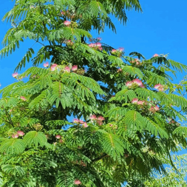 ALBIZIA julibrissin OMBRELLA® 'Boubri' COV – Image 2
