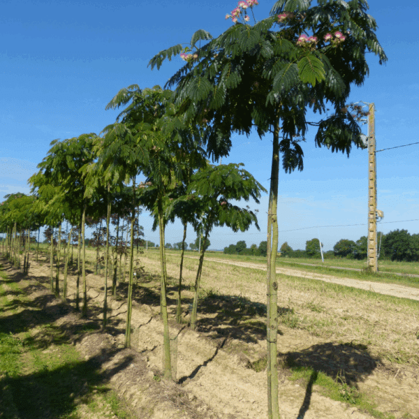 ALBIZIA julibrissin OMBRELLA® 'Boubri' COV – Image 4