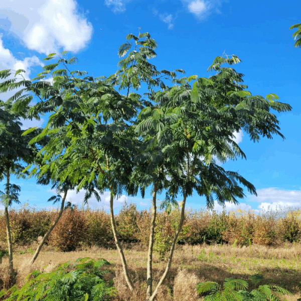 ALBIZIA julibrissin OMBRELLA® 'Boubri' COV – Image 5