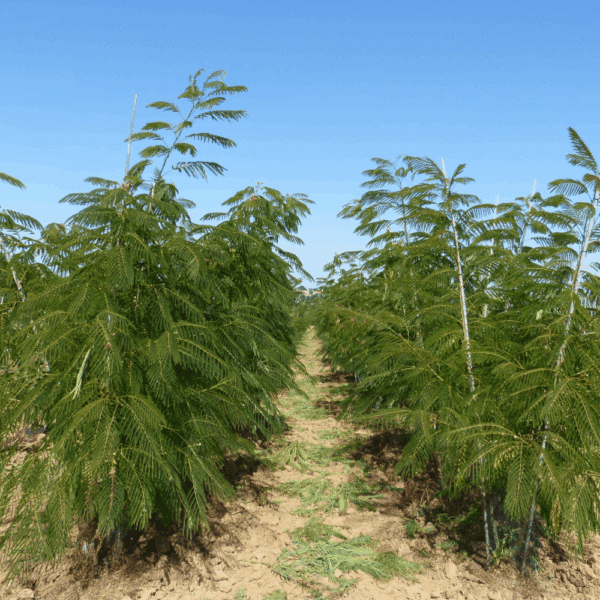 ALBIZIA julibrissin OMBRELLA® 'Boubri' COV – Image 7