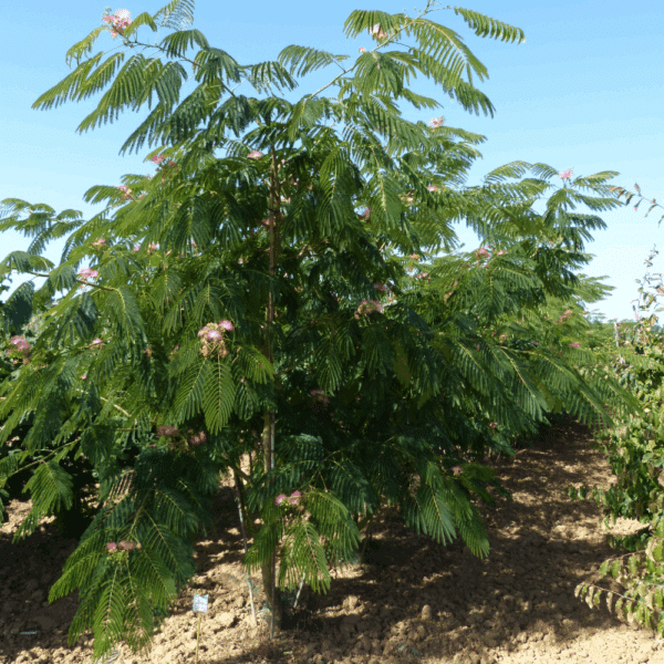 ALBIZIA julibrissin OMBRELLA® 'Boubri' COV – Image 6