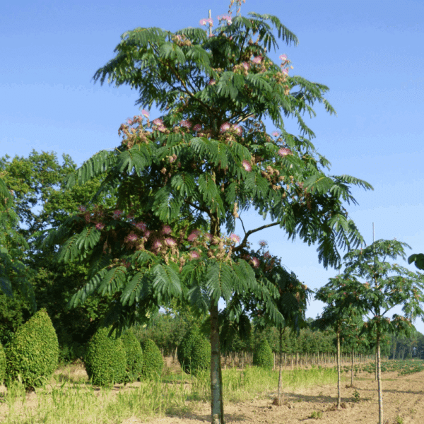 ALBIZIA julibrissin OMBRELLA® 'Boubri' COV – Image 3