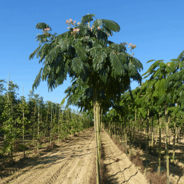 ALBIZIA julibrissin 'Pompadour' – Image 2
