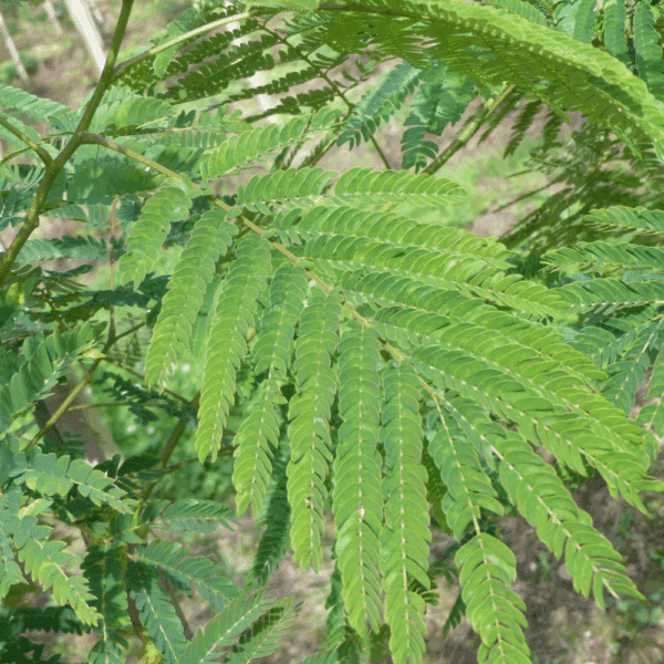 ALBIZIA julibrissin 'Rouge de Tuilière' – Image 2
