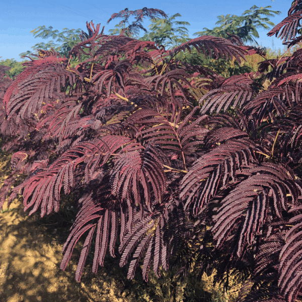 ALBIZIA julibrissin 'Summer Chocolate' COV – Image 3
