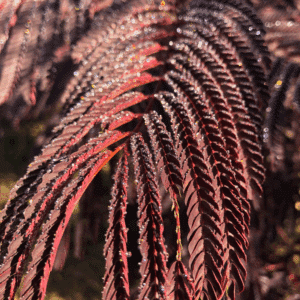ALBIZIA julibrissin 'Summer Chocolate' COV