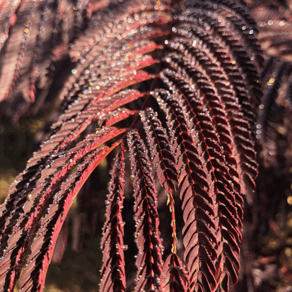 ALBIZIA julibrissin 'Summer Chocolate' COV