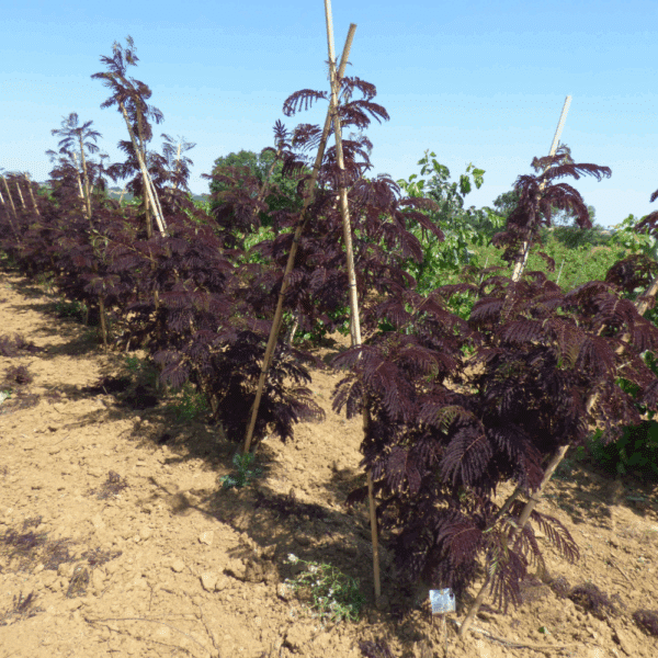 ALBIZIA julibrissin 'Summer Chocolate' COV – Image 4