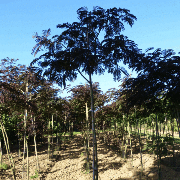 ALBIZIA julibrissin 'Summer Chocolate' COV – Image 2