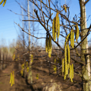 ALNUS cordata