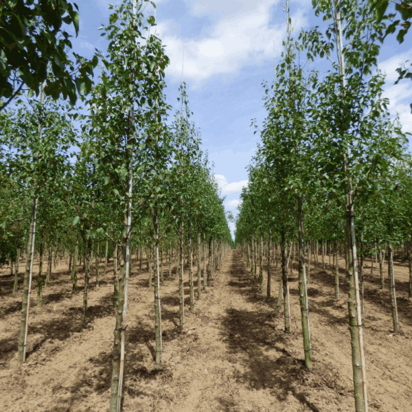 ALNUS cordata – Image 3