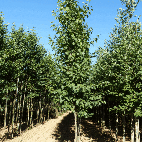 ALNUS cordata – Image 4