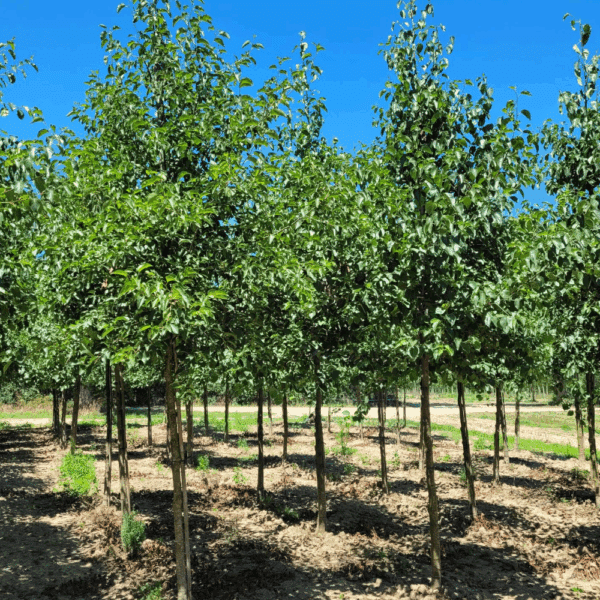 ALNUS cordata – Image 2