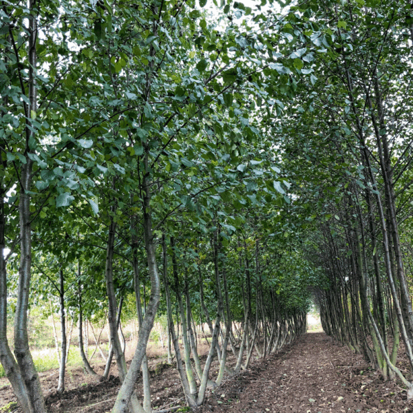 ALNUS cordata – Image 5