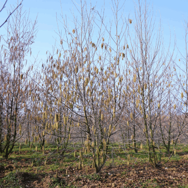 ALNUS cordata – Image 6