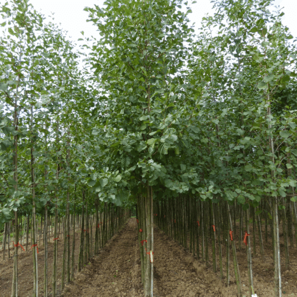 ALNUS glutinosa – Image 6