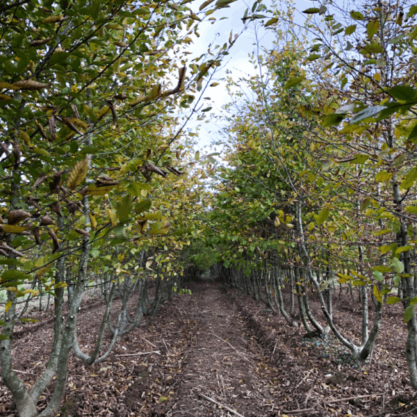 ALNUS glutinosa – Image 9
