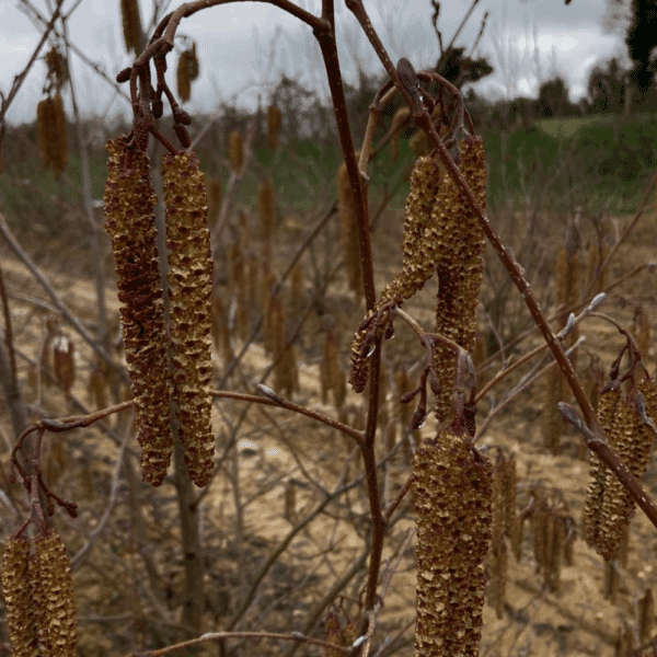 ALNUS glutinosa – Image 2