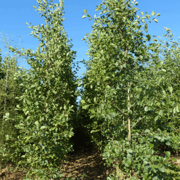 ALNUS glutinosa – Image 12