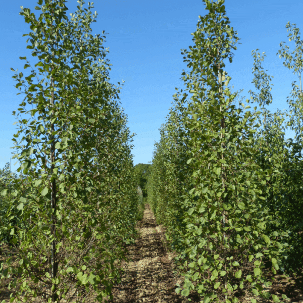 ALNUS glutinosa – Image 8