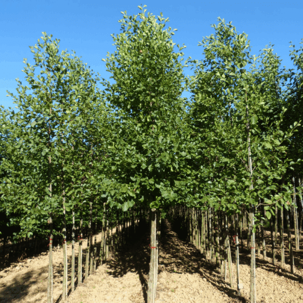 ALNUS glutinosa – Image 3