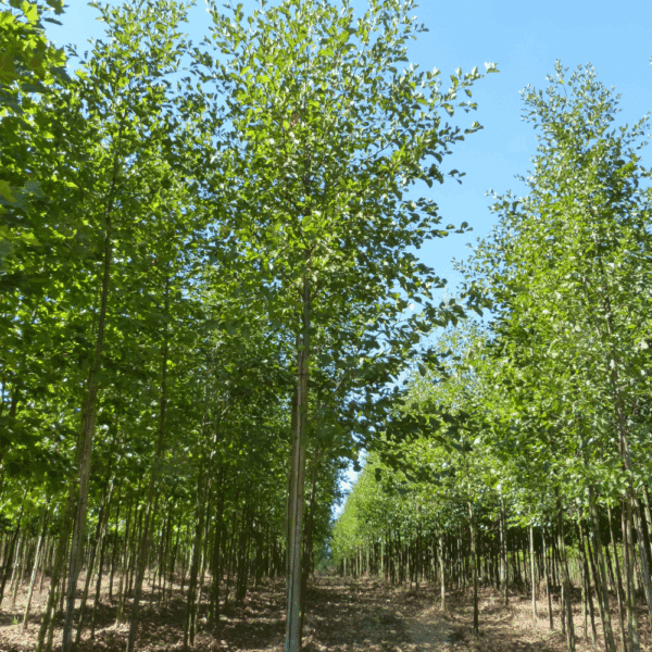 ALNUS glutinosa – Image 7