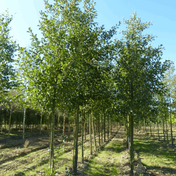 ALNUS glutinosa – Image 5