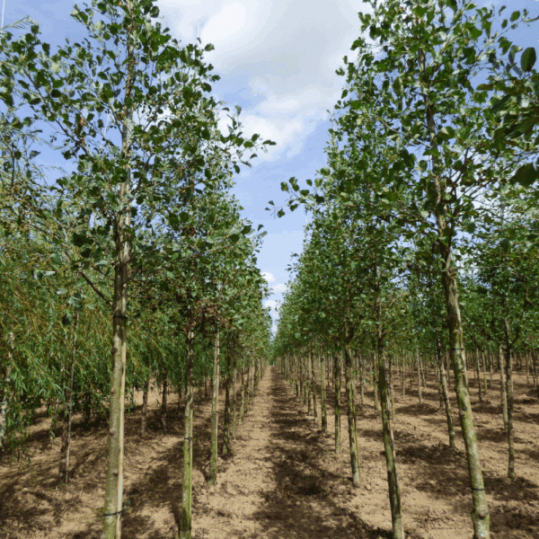 ALNUS glutinosa – Image 4