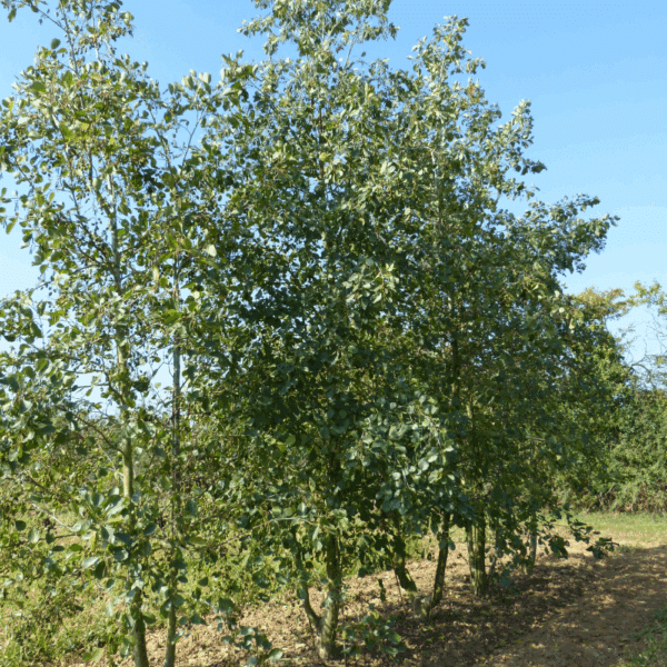 ALNUS glutinosa – Image 11
