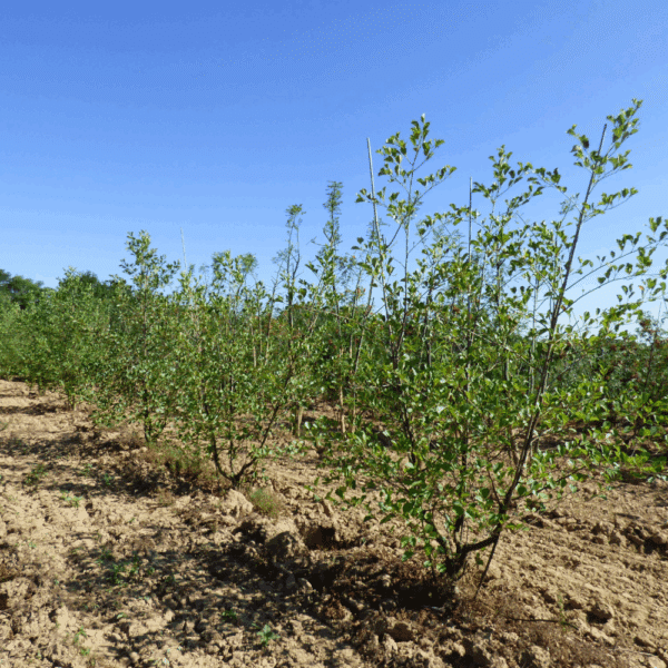 ALNUS glutinosa – Image 10