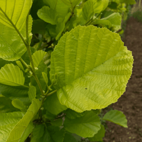 ALNUS glutinosa 'Aurea' – Image 2