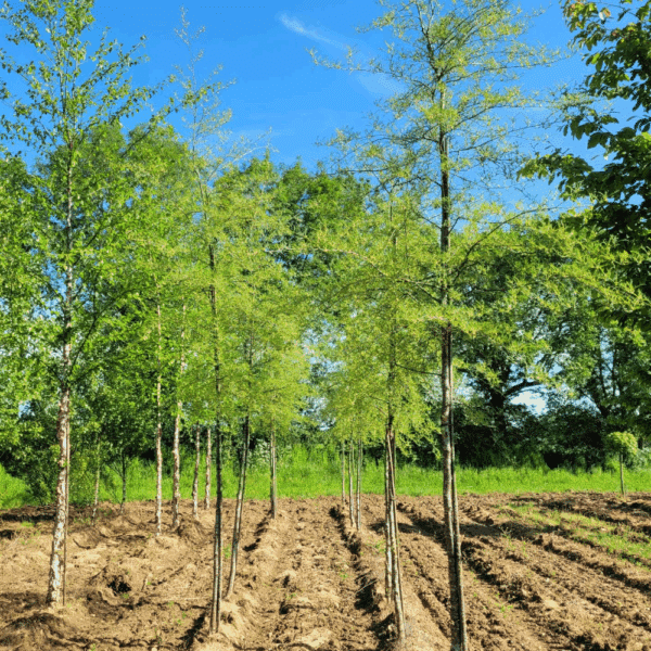 ALNUS glutinosa 'Imperialis' – Image 3