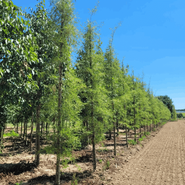 ALNUS glutinosa 'Imperialis' – Image 2