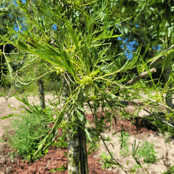 ALNUS glutinosa 'Imperialis' – Image 6