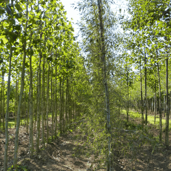 ALNUS glutinosa 'Imperialis' – Image 4
