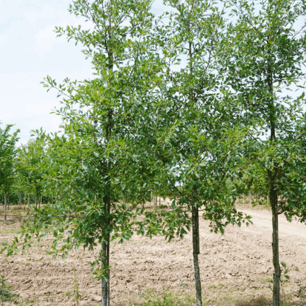ALNUS glutinosa 'Laciniata' – Image 2