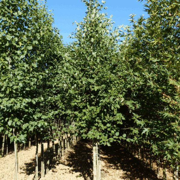 ALNUS incana – Image 3