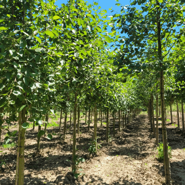 ALNUS incana – Image 2