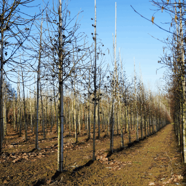 ALNUS incana – Image 5