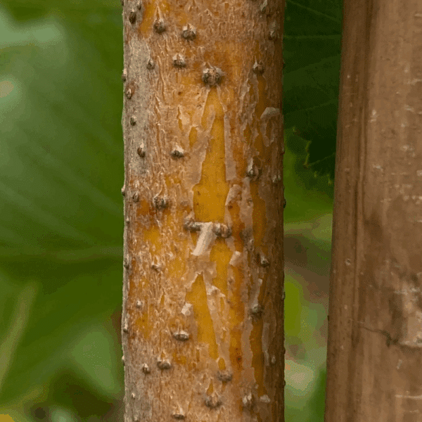 ALNUS incana 'Aurea' – Image 2