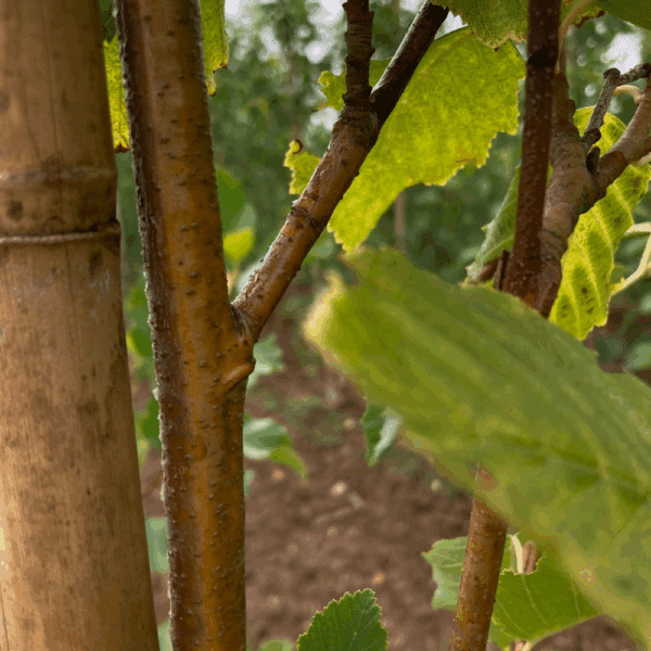 ALNUS incana 'Aurea' – Image 4