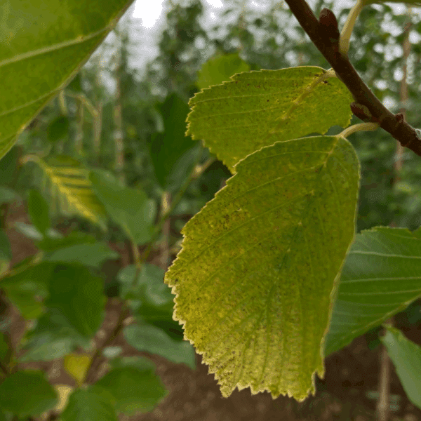 ALNUS incana 'Aurea' – Image 3
