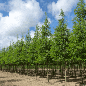 ALNUS x spaethii