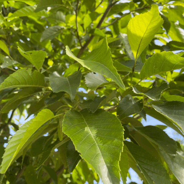 ALNUS x spaethii – Image 7