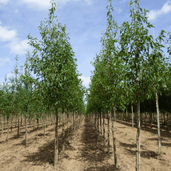 ALNUS x spaethii – Image 5