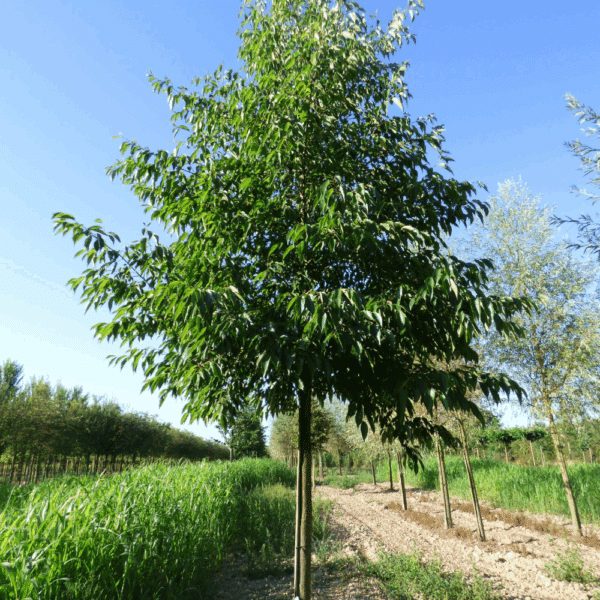 ALNUS x spaethii – Image 4