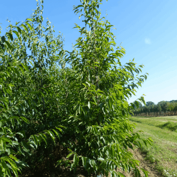 ALNUS x spaethii – Image 6